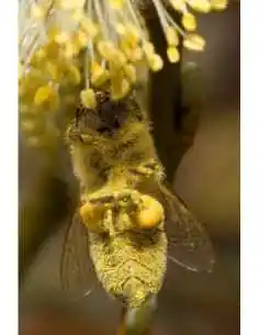 Polen crud de Salcie 250 g Apicola Georgescu, VITAMINE SI MINERALE 2