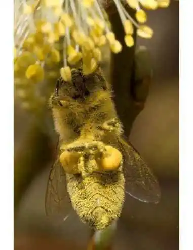 Polen crud de Salcie 250 g Apicola Georgescu, VITAMINE SI MINERALE