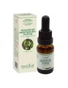Extract Concentrat din Muguri de Mesteacan Pufos 15ml PlantExtrakt, REMEDII NATURISTE