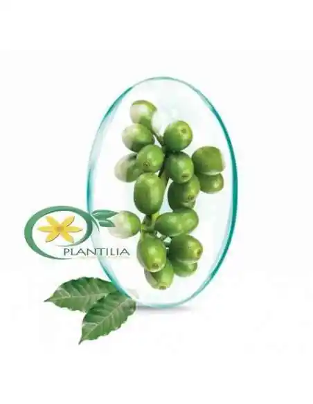 Green Coffee Extract(Cafea Verde) 60 cps Rotta Natura, Terapia Diabetului