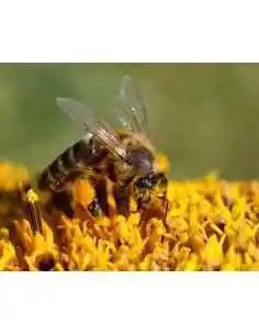 Miere roșie - Apicol7ALPHA 230g ApicolScience, REMEDII NATURISTE 2