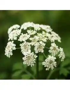 Angelica Sinensis 60 + 30 cps DVR Pharm, Sistemul nervos 2