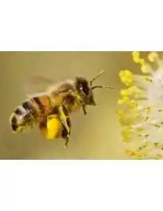 Mierea albastra -APICOL12GAMMA 230g ApicolScience, REMEDII NATURISTE 2